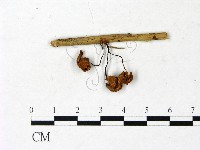 登錄號:F0022895藏品圖，第3張