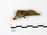 登錄號:F0022896藏品圖，第1張