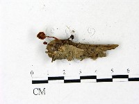 登錄號:F0022896藏品圖，第3張