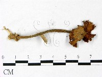 登錄號:F0022897藏品圖，第1張