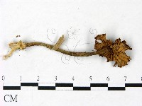 登錄號:F0022897藏品圖，第3張