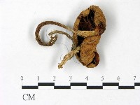 登錄號:F0022898藏品圖，第3張
