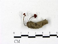 登錄號:F0022899藏品圖，第3張