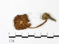 登錄號:F0022903藏品圖，第1張
