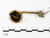 登錄號:F0022904藏品圖，第3張