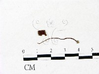 登錄號:F0022905藏品圖，第3張