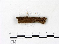 登錄號:F0022908藏品圖，第3張