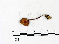 登錄號:F0022909藏品圖，第1張
