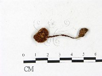 登錄號:F0022909藏品圖，第3張