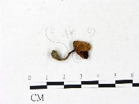 登錄號:F0022911藏品圖，第1張