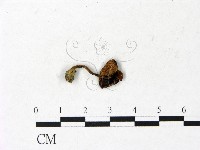 登錄號:F0022911藏品圖，第3張