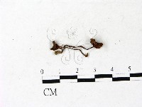 登錄號:F0022914藏品圖，第1張