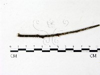 登錄號:F0022915藏品圖，第1張