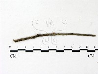 登錄號:F0022915藏品圖，第3張