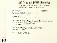小菇屬藏品圖，第2張