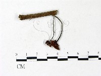 登錄號:F0022920藏品圖，第3張