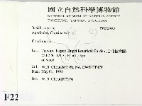鬼傘屬藏品圖，第2張