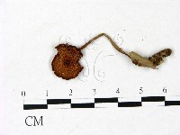 登錄號:F0022924藏品圖，第1張