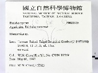 小皮傘屬藏品圖，第2張