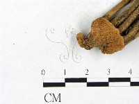 小皮傘屬藏品圖，第1張