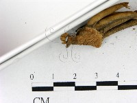 小皮傘屬藏品圖，第4張
