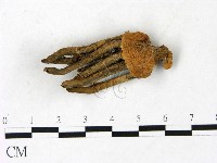 小皮傘屬藏品圖，第5張
