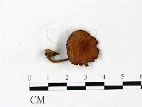 登錄號:F0022927藏品圖，第1張