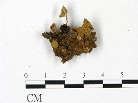 登錄號:F0022928藏品圖，第1張