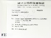 小菇屬藏品圖，第2張