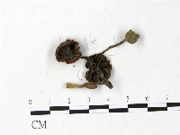 登錄號:F0022931藏品圖，第1張