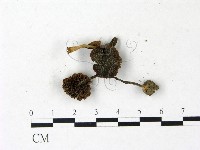 登錄號:F0022931藏品圖，第3張