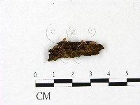 登錄號:F0022934藏品圖，第1張