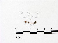 小菇屬藏品圖，第3張