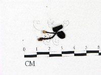 登錄號:F0022941藏品圖，第1張