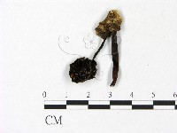 登錄號:F0022944藏品圖，第1張