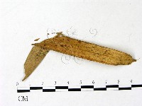 登錄號:F0022945藏品圖，第1張