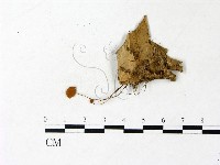 登錄號:F0022949藏品圖，第1張