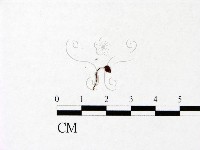 小菇屬藏品圖，第3張