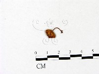 登錄號:F0022952藏品圖，第1張