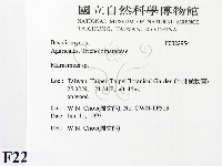 小皮傘屬藏品圖，第2張