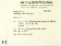 小菇屬藏品圖，第2張