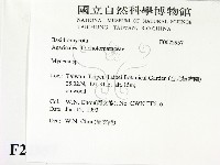 小菇屬藏品圖，第2張