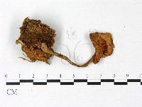 登錄號:F0022958藏品圖，第1張