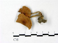 登錄號:F0022960藏品圖，第1張