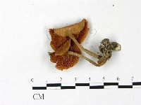 登錄號:F0022960藏品圖，第3張