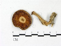 登錄號:F0022962藏品圖，第3張