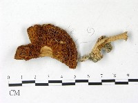 登錄號:F0022964藏品圖，第3張