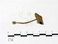 鬼傘屬藏品圖，第1張