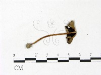鬼傘屬藏品圖，第3張