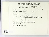 鬼傘屬藏品圖，第2張